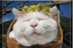 娱乐吃瓜君面包猫,面包猫背后的故事与魅力