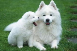 萨摩耶犬智商,中等偏上，聪明与温顺并存的犬种