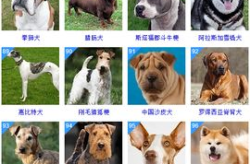 狗的智商排名,十大聪明犬种盘点